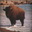 Tropical_Bison