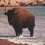 Tropical_Bison