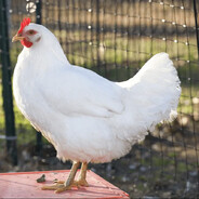 ГОРЯЧИЙ ПЕЛЬМЕНЬ