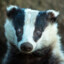 Badger