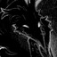 Feathers