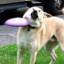 noot__woot