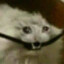 Viva_fox