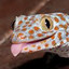 Cmd_Gecko