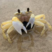 small crab's Avatar