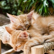 Котики ^-^ ^-^ ^-^ ^-^