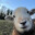 beasheep7