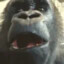 zimey