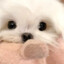 小企鹅.𝙯ᙆ