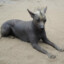 Perro Fino