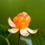 Cloudberry