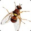 (nAch) Fruit Fly