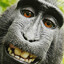 munky