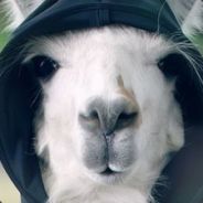 About 400 Llamas