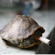 垃圾游戏