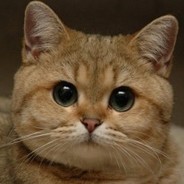 Котик