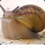 Snail