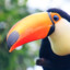 GuyWithTheToucans