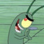 plankton