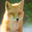 foxy