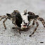 Lowtax Spidergoat