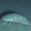 Isopod