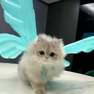 抖音一只小杰杰