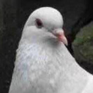 JB一甩全服最拽