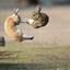 soaring bunny death kick