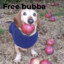 bubbayk