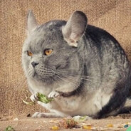 "OOO Pora u konblTa"