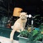 linxi_M