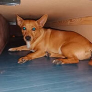 ｒｙｓｉｕ peek 240km/h