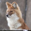 Dhole