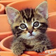 茄子肉沫加微辣