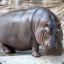 SirAHappyHippopotamus