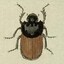 Onthophagus.gibbuluS