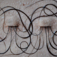 吃光全世界三文鱼