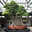 Ficus