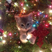 im hiding from assasin