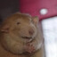 Irredeemable Rat