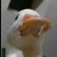 Pato_Fa1ga5