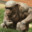 Ripped Chimp