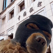 伊戈达拉刷手机