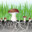 Mycelium
