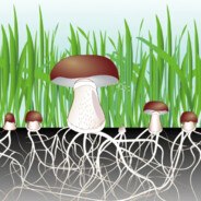 Mycelium