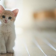 Doris猫粮都输光