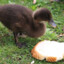 Duck, Eater of Bread