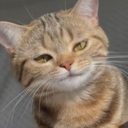 无敌霸气超刚的球球