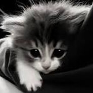 ЛЮБЛЮ КОТИКА